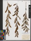 Foto von Salix triandra subsp. amygdalina (L.) Schübl. & G. Martens